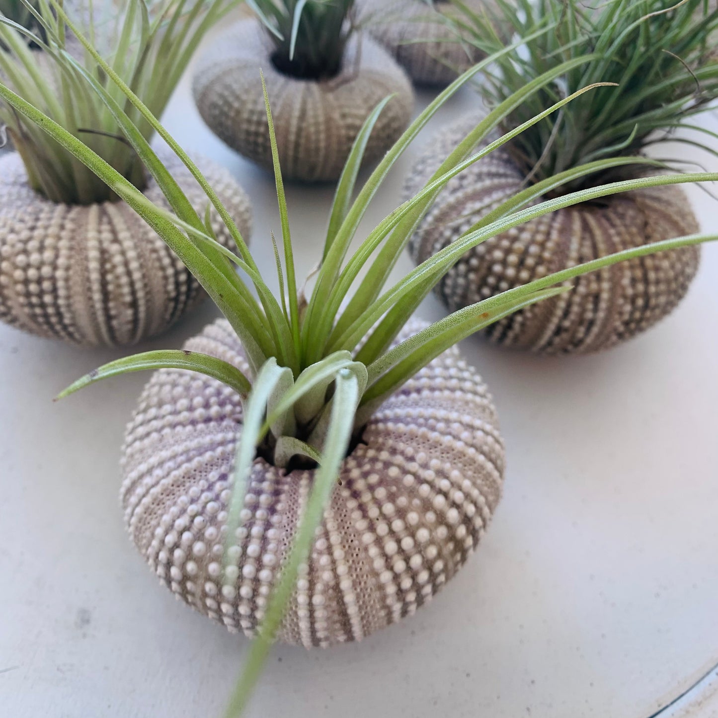 Sea Urchin with Air Plant